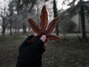 Preview wallpaper leaf, hand, fingers, glove