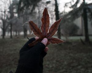 Preview wallpaper leaf, hand, fingers, glove