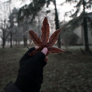 Preview wallpaper leaf, hand, fingers, glove
