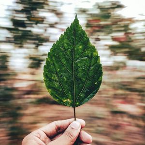 Preview wallpaper leaf, hand, long exposure