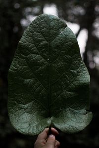 Preview wallpaper leaf, hand, plant