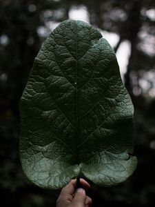 Preview wallpaper leaf, hand, plant