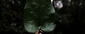 Preview wallpaper leaf, hand, plant