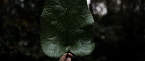 Preview wallpaper leaf, hand, plant
