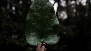 Preview wallpaper leaf, hand, plant
