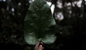 Preview wallpaper leaf, hand, plant