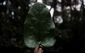 Preview wallpaper leaf, hand, plant