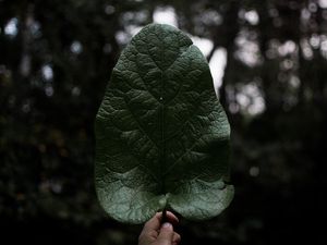 Preview wallpaper leaf, hand, plant