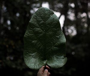 Preview wallpaper leaf, hand, plant