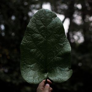 Preview wallpaper leaf, hand, plant