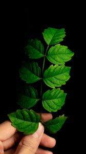 Preview wallpaper leaf, hand, plant, branch, green