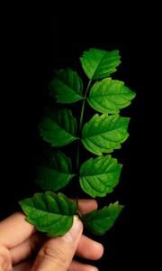 Preview wallpaper leaf, hand, plant, branch, green