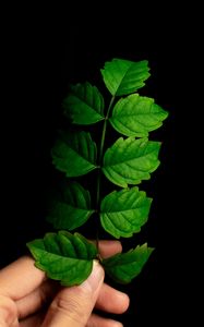 Preview wallpaper leaf, hand, plant, branch, green