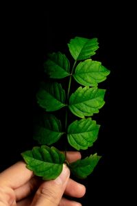 Preview wallpaper leaf, hand, plant, branch, green