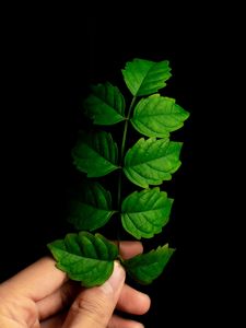 Preview wallpaper leaf, hand, plant, branch, green