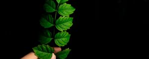 Preview wallpaper leaf, hand, plant, branch, green