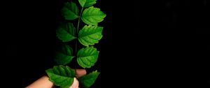 Preview wallpaper leaf, hand, plant, branch, green