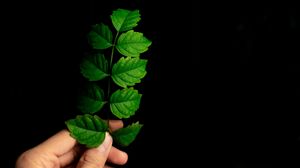 Preview wallpaper leaf, hand, plant, branch, green