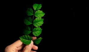 Preview wallpaper leaf, hand, plant, branch, green