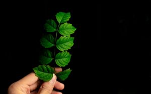 Preview wallpaper leaf, hand, plant, branch, green