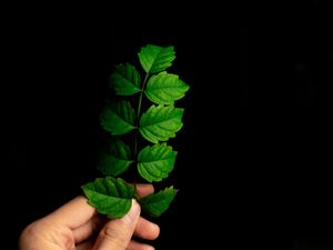 Preview wallpaper leaf, hand, plant, branch, green