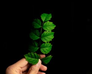Preview wallpaper leaf, hand, plant, branch, green