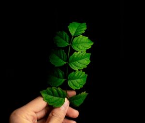 Preview wallpaper leaf, hand, plant, branch, green