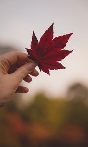 Preview wallpaper leaf, hand, red