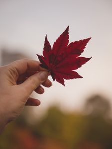 Preview wallpaper leaf, hand, red