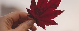 Preview wallpaper leaf, hand, red