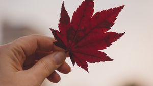 Preview wallpaper leaf, hand, red