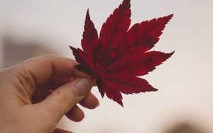 Preview wallpaper leaf, hand, red