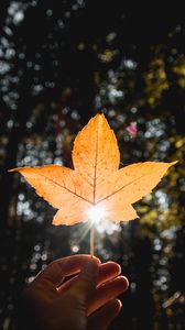 Preview wallpaper leaf, hand, sun, dry, yellow, autumn