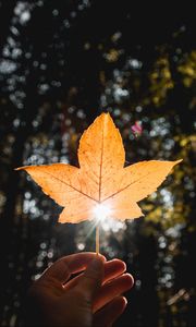 Preview wallpaper leaf, hand, sun, dry, yellow, autumn
