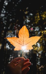 Preview wallpaper leaf, hand, sun, dry, yellow, autumn