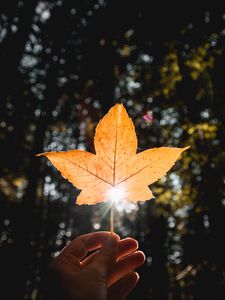 Preview wallpaper leaf, hand, sun, dry, yellow, autumn