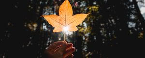 Preview wallpaper leaf, hand, sun, dry, yellow, autumn