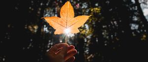 Preview wallpaper leaf, hand, sun, dry, yellow, autumn