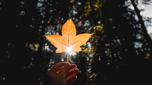 Preview wallpaper leaf, hand, sun, dry, yellow, autumn