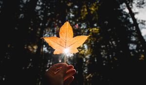 Preview wallpaper leaf, hand, sun, dry, yellow, autumn