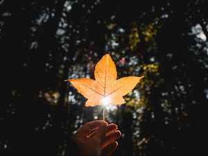 Preview wallpaper leaf, hand, sun, dry, yellow, autumn