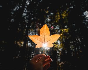 Preview wallpaper leaf, hand, sun, dry, yellow, autumn