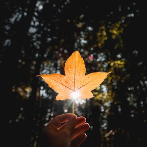 Preview wallpaper leaf, hand, sun, dry, yellow, autumn