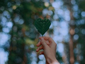 Preview wallpaper leaf, heart, hand, focus