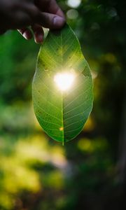 Preview wallpaper leaf, heart, light, macro