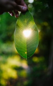 Preview wallpaper leaf, heart, light, macro