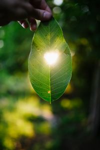 Preview wallpaper leaf, heart, light, macro