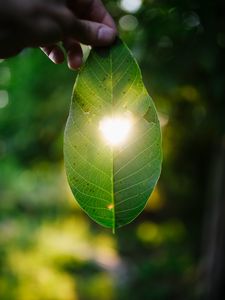 Preview wallpaper leaf, heart, light, macro