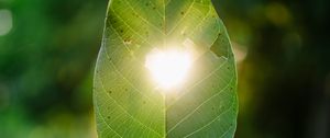 Preview wallpaper leaf, heart, light, macro