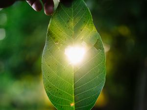 Preview wallpaper leaf, heart, light, macro